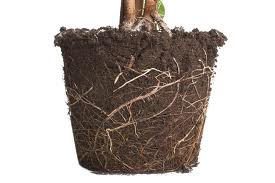 Lift the whole root system with soil off